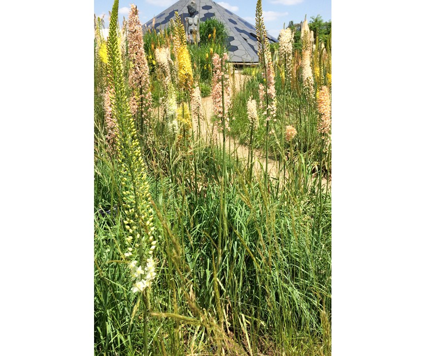 Yellow Foxtail Lily